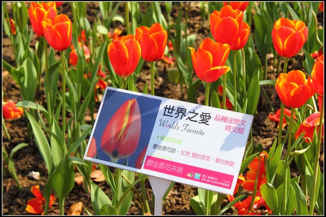 《遊記— 桃園》桃源仙谷~鬱金香盛開囉! - 第25張圖 《遊記— 桃園》桃源仙谷~鬱金香盛開囉!