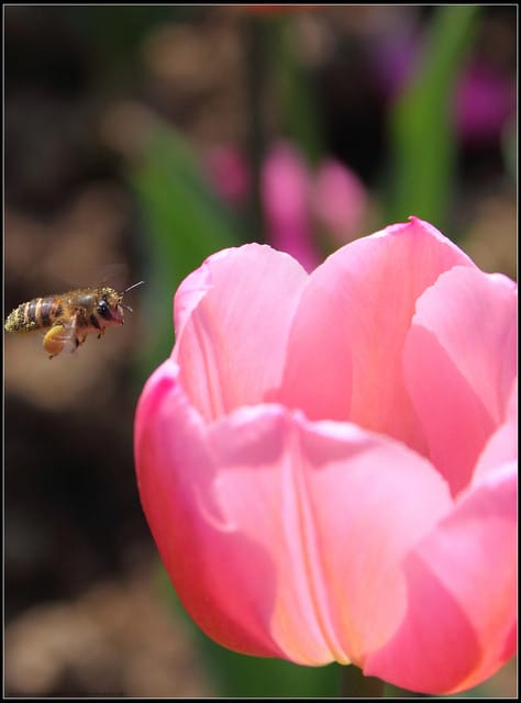 《遊記— 桃園》桃源仙谷~鬱金香盛開囉! - 第42張圖 《遊記— 桃園》桃源仙谷~鬱金香盛開囉!