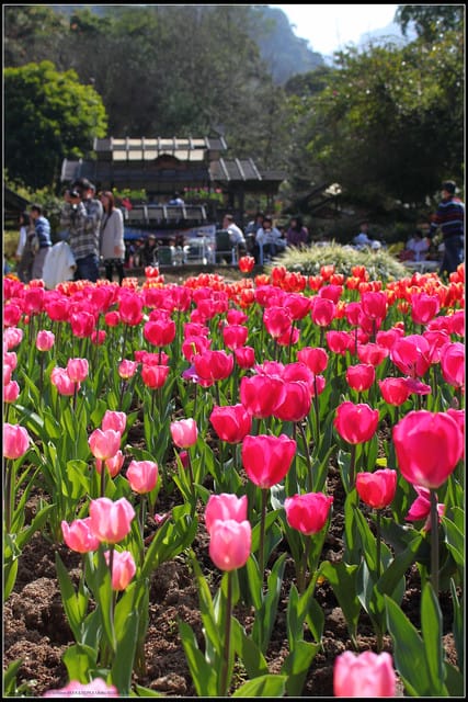 《遊記— 桃園》桃源仙谷~鬱金香盛開囉! - 第35張圖 《遊記— 桃園》桃源仙谷~鬱金香盛開囉!