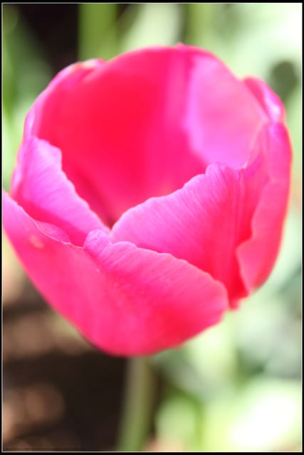 《遊記— 桃園》桃源仙谷~鬱金香盛開囉! - 第14張圖 《遊記— 桃園》桃源仙谷~鬱金香盛開囉!