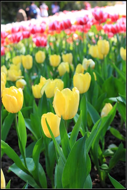 《遊記— 桃園》桃源仙谷~鬱金香盛開囉! - 第34張圖 《遊記— 桃園》桃源仙谷~鬱金香盛開囉!