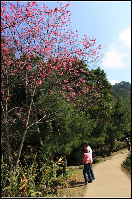 《遊記— 桃園》桃源仙谷~鬱金香盛開囉! - 第52張圖 《遊記— 桃園》桃源仙谷~鬱金香盛開囉!