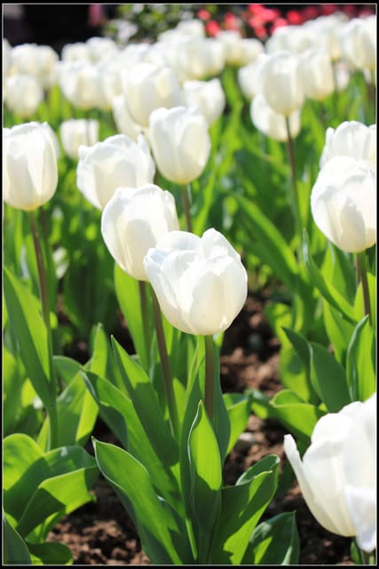 《遊記— 桃園》桃源仙谷~鬱金香盛開囉! - 第10張圖 《遊記— 桃園》桃源仙谷~鬱金香盛開囉!