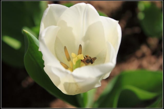 《遊記— 桃園》桃源仙谷~鬱金香盛開囉! - 第11張圖 《遊記— 桃園》桃源仙谷~鬱金香盛開囉!