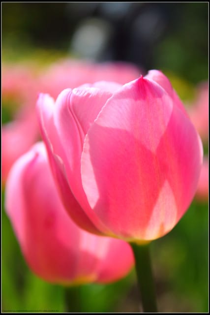 《遊記— 桃園》桃源仙谷~鬱金香盛開囉! - 第47張圖 《遊記— 桃園》桃源仙谷~鬱金香盛開囉!