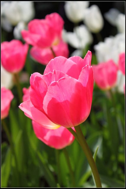 《遊記— 桃園》桃源仙谷~鬱金香盛開囉! - 第8張圖 《遊記— 桃園》桃源仙谷~鬱金香盛開囉!