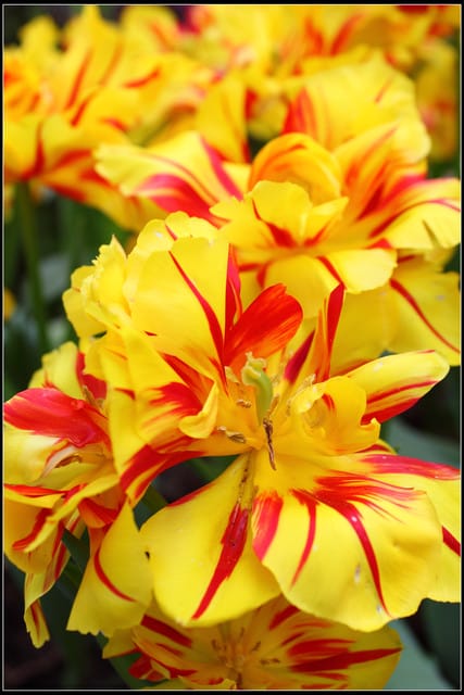 《遊記— 桃園》桃源仙谷~鬱金香盛開囉! - 第29張圖 《遊記— 桃園》桃源仙谷~鬱金香盛開囉!