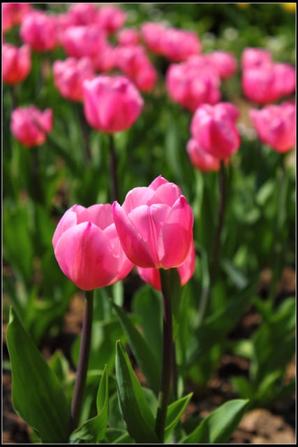 《遊記— 桃園》桃源仙谷~鬱金香盛開囉! - 第46張圖 《遊記— 桃園》桃源仙谷~鬱金香盛開囉!