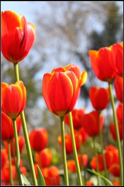 《遊記— 桃園》桃源仙谷~鬱金香盛開囉! - 第26張圖 《遊記— 桃園》桃源仙谷~鬱金香盛開囉!