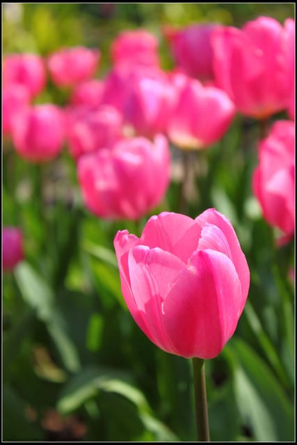 《遊記— 桃園》桃源仙谷~鬱金香盛開囉! - 第24張圖 《遊記— 桃園》桃源仙谷~鬱金香盛開囉!