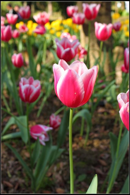 《遊記— 桃園》桃源仙谷~鬱金香盛開囉! - 第19張圖 《遊記— 桃園》桃源仙谷~鬱金香盛開囉!