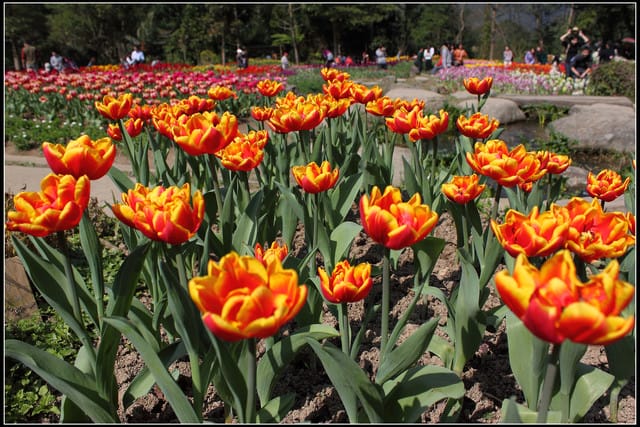 《遊記— 桃園》桃源仙谷~鬱金香盛開囉! - 第37張圖 《遊記— 桃園》桃源仙谷~鬱金香盛開囉!