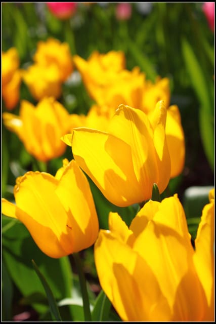 《遊記— 桃園》桃源仙谷~鬱金香盛開囉! - 第7張圖 《遊記— 桃園》桃源仙谷~鬱金香盛開囉!