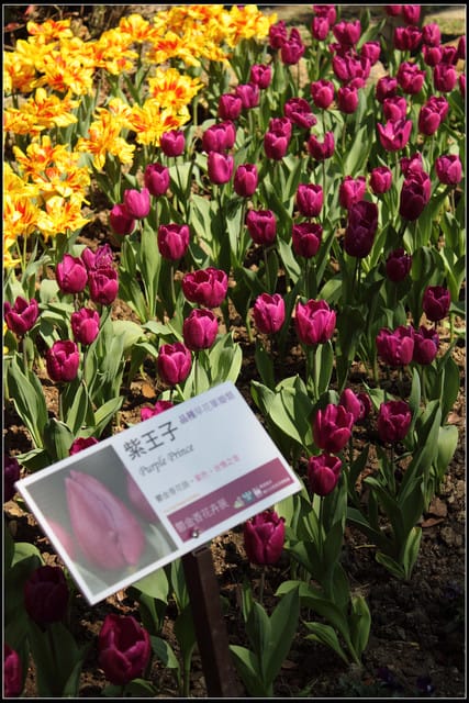 《遊記— 桃園》桃源仙谷~鬱金香盛開囉! - 第30張圖 《遊記— 桃園》桃源仙谷~鬱金香盛開囉!