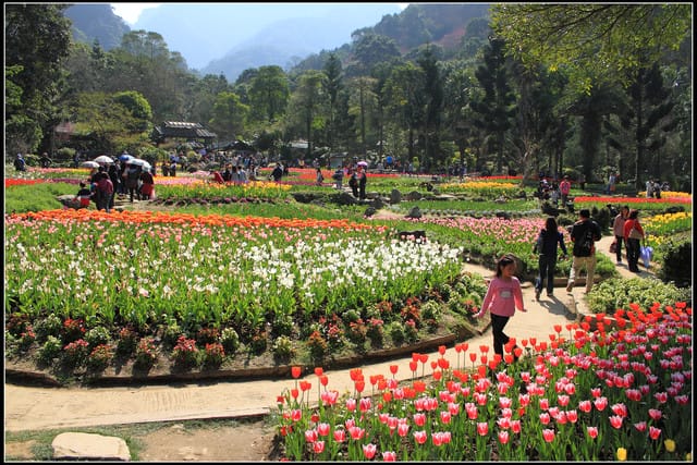 《遊記— 桃園》桃源仙谷~鬱金香盛開囉! - 第33張圖 《遊記— 桃園》桃源仙谷~鬱金香盛開囉!