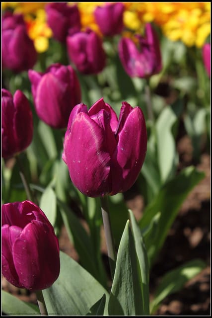 《遊記— 桃園》桃源仙谷~鬱金香盛開囉! - 第31張圖 《遊記— 桃園》桃源仙谷~鬱金香盛開囉!