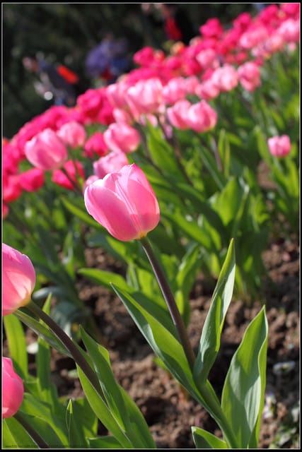 《遊記— 桃園》桃源仙谷~鬱金香盛開囉! - 第41張圖 《遊記— 桃園》桃源仙谷~鬱金香盛開囉!