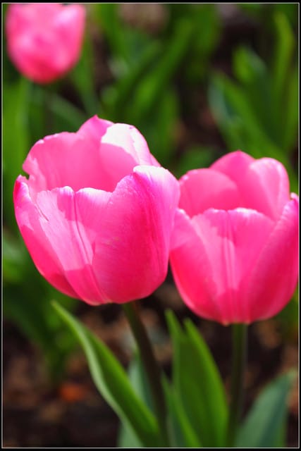 《遊記— 桃園》桃源仙谷~鬱金香盛開囉! - 第23張圖 《遊記— 桃園》桃源仙谷~鬱金香盛開囉!