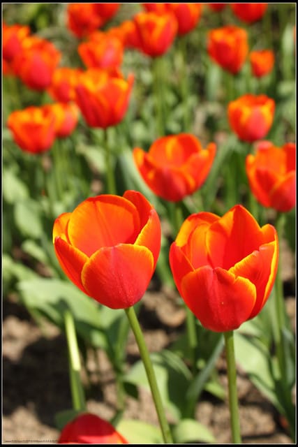 《遊記— 桃園》桃源仙谷~鬱金香盛開囉! - 第17張圖 《遊記— 桃園》桃源仙谷~鬱金香盛開囉!