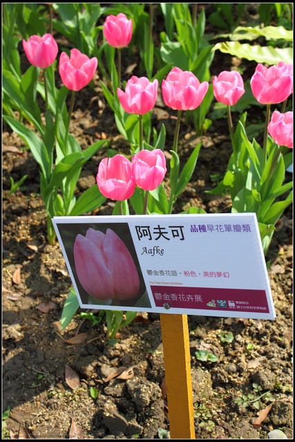 《遊記— 桃園》桃源仙谷~鬱金香盛開囉! - 第20張圖 《遊記— 桃園》桃源仙谷~鬱金香盛開囉!