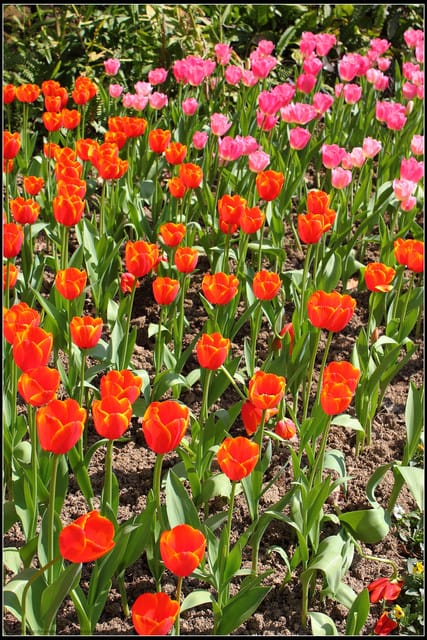 《遊記— 桃園》桃源仙谷~鬱金香盛開囉! - 第16張圖 《遊記— 桃園》桃源仙谷~鬱金香盛開囉!