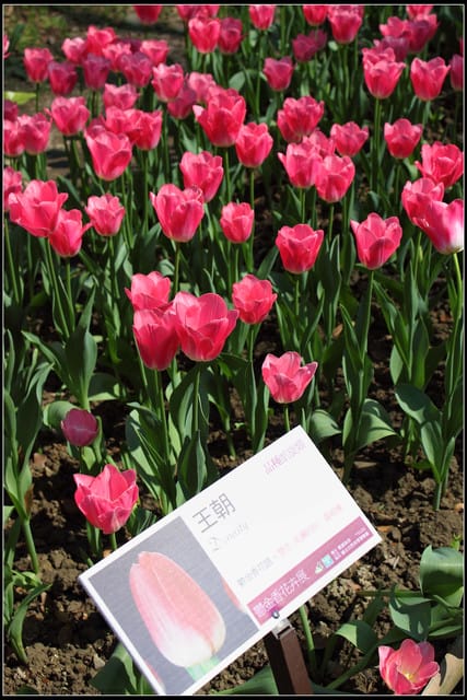 《遊記— 桃園》桃源仙谷~鬱金香盛開囉! - 第27張圖 《遊記— 桃園》桃源仙谷~鬱金香盛開囉!