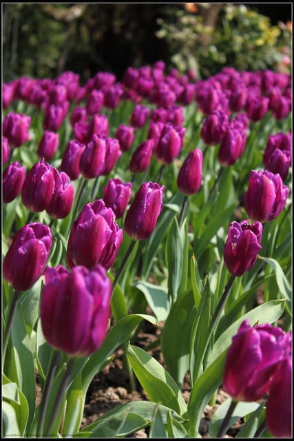 《遊記— 桃園》桃源仙谷~鬱金香盛開囉! - 第49張圖 《遊記— 桃園》桃源仙谷~鬱金香盛開囉!