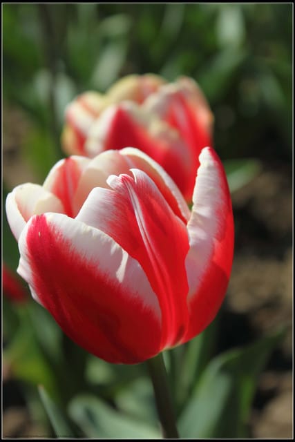 《遊記— 桃園》桃源仙谷~鬱金香盛開囉! - 第40張圖 《遊記— 桃園》桃源仙谷~鬱金香盛開囉!