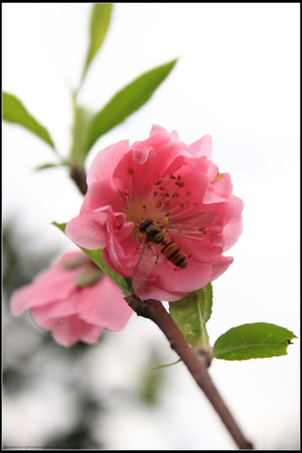 《遊記—台北》小珊珊追花去～木柵杏花林
