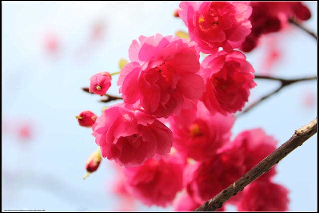 《遊記—台北》小珊珊追花去～木柵杏花林