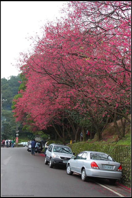 《遊記—台北》小珊珊追花去～木柵杏花林