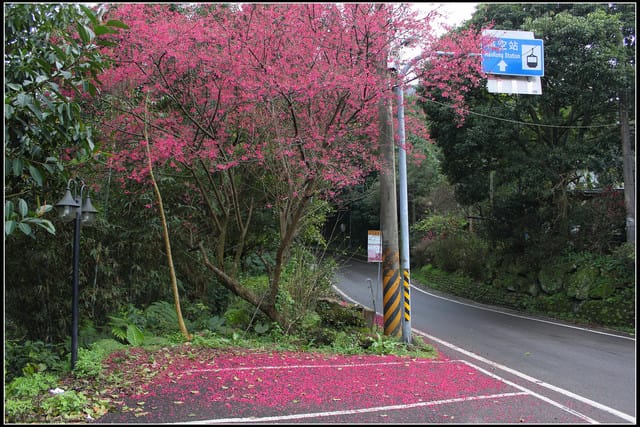 《遊記—台北》小珊珊追花去～木柵杏花林