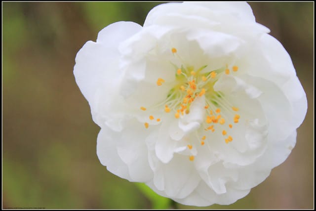 《遊記—台北》小珊珊追花去～木柵杏花林