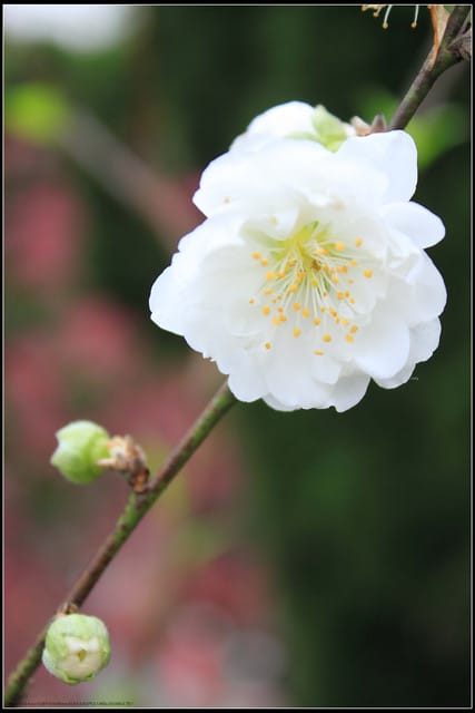《遊記—台北》小珊珊追花去～木柵杏花林