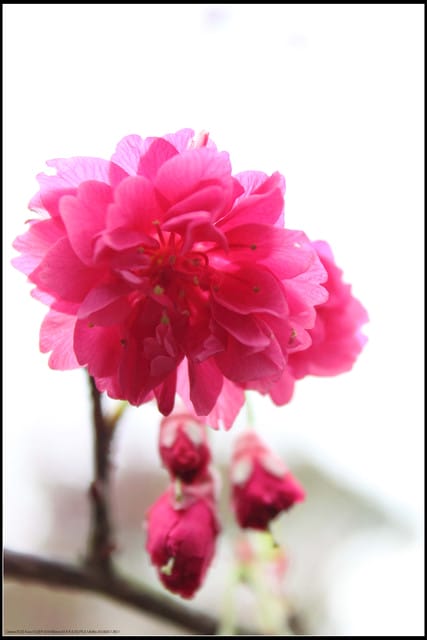 《遊記—台北》小珊珊追花去～木柵杏花林