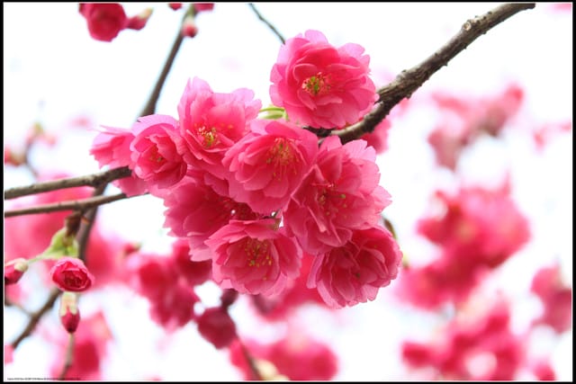 《遊記—台北》小珊珊追花去～木柵杏花林