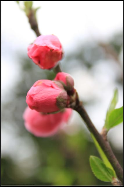 《遊記—台北》小珊珊追花去～木柵杏花林