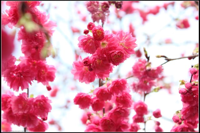 《遊記—台北》小珊珊追花去～木柵杏花林