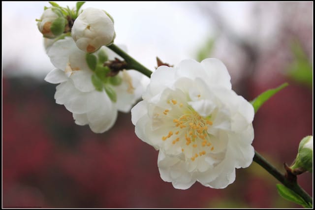 《遊記—台北》小珊珊追花去～木柵杏花林