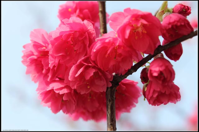 《遊記—台北》小珊珊追花去～木柵杏花林