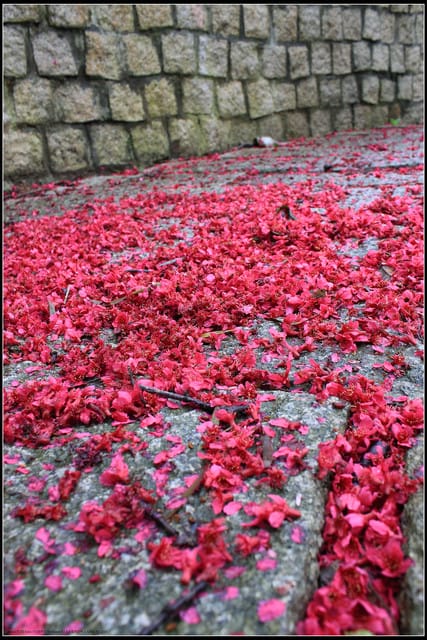 《遊記—台北》小珊珊追花去～木柵杏花林