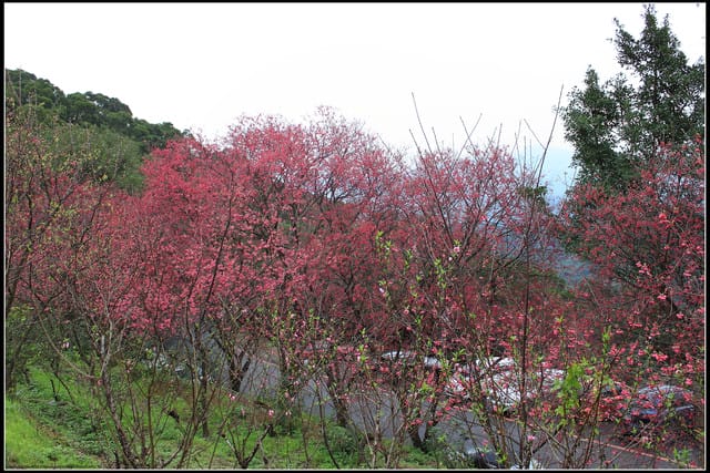 《遊記—台北》小珊珊追花去～木柵杏花林