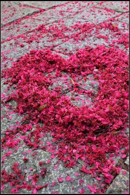 《遊記—台北》小珊珊追花去～木柵杏花林