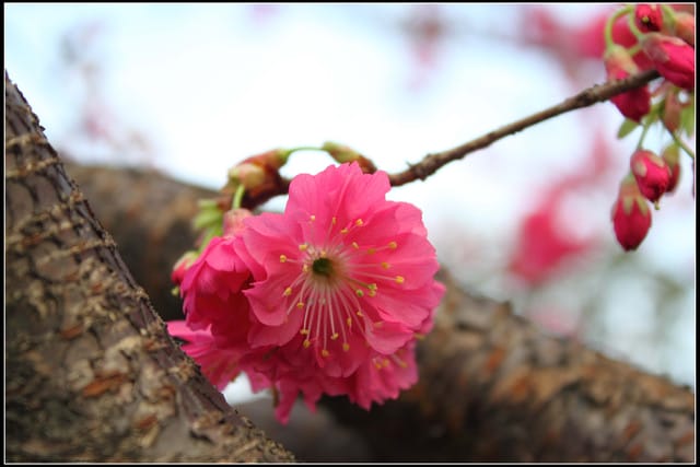 《遊記—台北》小珊珊追花去～木柵杏花林