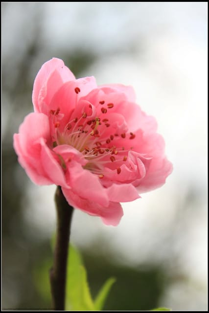 《遊記—台北》小珊珊追花去～木柵杏花林