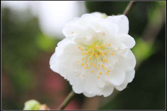 《遊記—台北》小珊珊追花去～木柵杏花林
