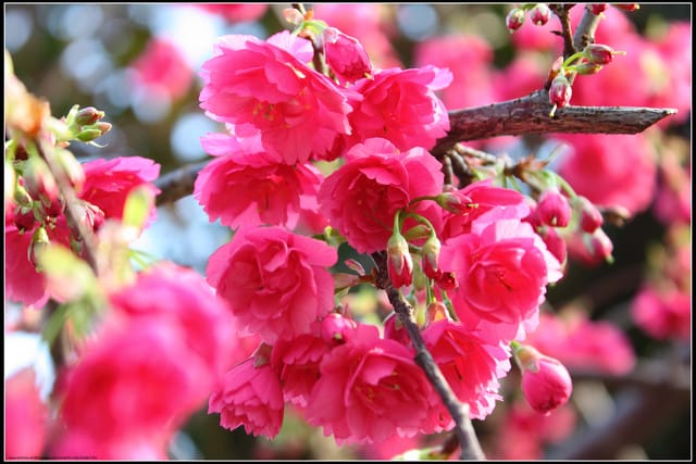 《遊記—台北》小珊珊追花去～木柵杏花林