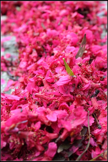 《遊記—台北》小珊珊追花去～木柵杏花林