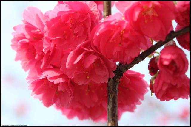 《遊記—台北》小珊珊追花去～木柵杏花林