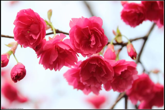 《遊記—台北》小珊珊追花去～木柵杏花林